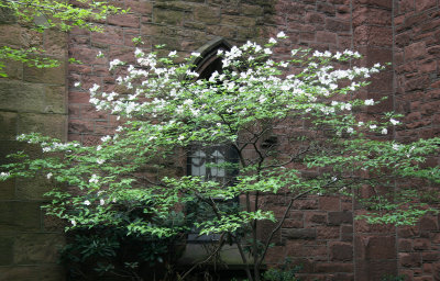Dogwood Tree in Bloom - Ascension Churchyard
