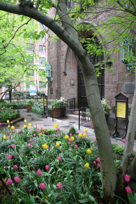 Tulips - Ascension Churchyard