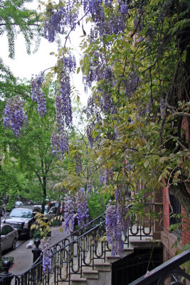 Wisteria