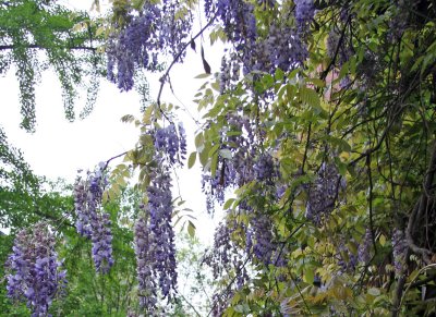 Wisteria