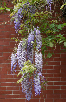 Wisteria