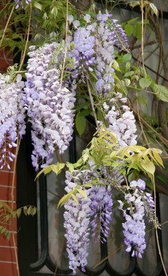 Wisteria