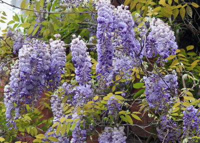 Wisteria