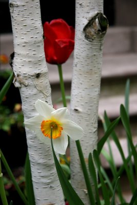 Daffodil, Birch & Tulip