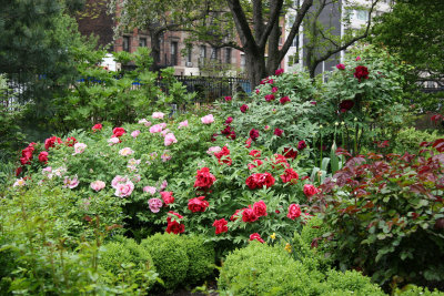 Garden View - Tree Peonies