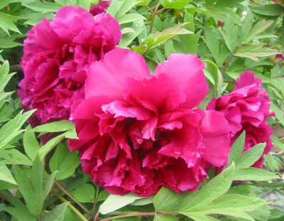 Tree Peony