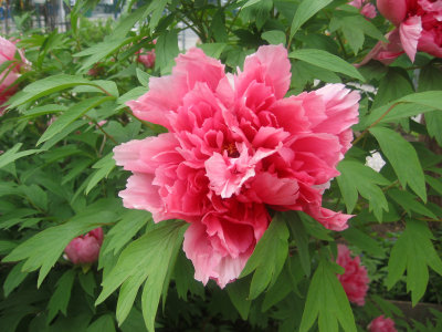 Tree Peony