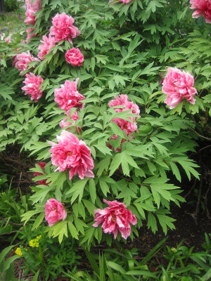 Tree Peony