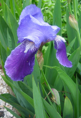 Iris