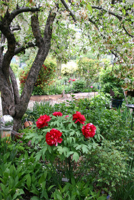 Garden View - Peonies & Apple Tree