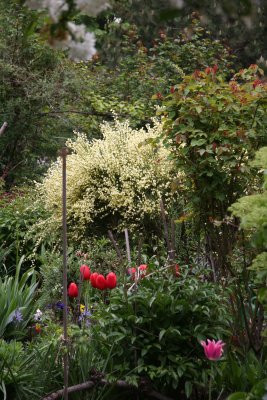Garden View - Scotch Broom Bush in Bloom