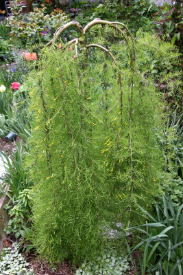 Pea Shrub