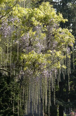 Osborne Garden - Wisteria & Cherry Tree Blossoms