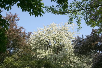 Osborne Garden - Cherry Tree Blossoms
