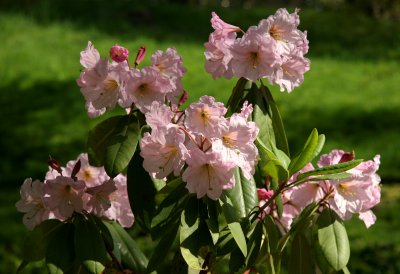 Native Plant Garden - Rhododendron