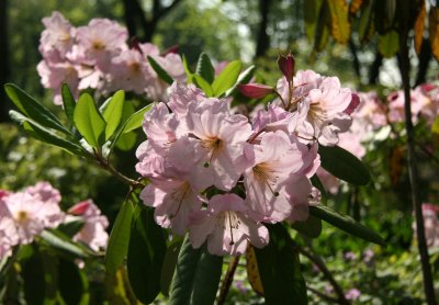 Native Plant Garden - Rhododendron