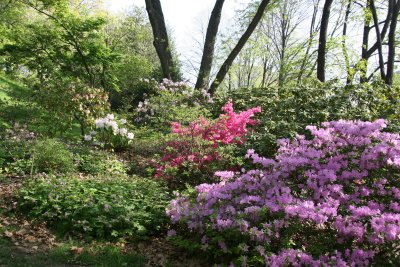 Native Plant Garden - Rhododendron & Azalea