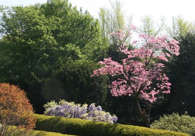 Garden View - Pink Dogwood Tree & Wisteria