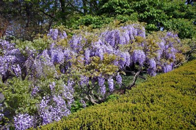 Wisteria near the Lilac Collection