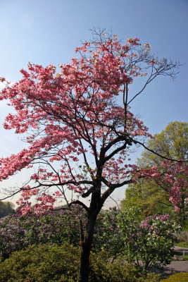 Pink Dogwood Tree Blossoms