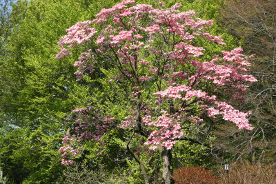 Pink Dogwood Tree Blossoms near the Lilac Collection