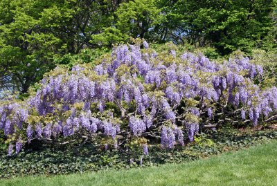 Wisteria near the Lilac Collection