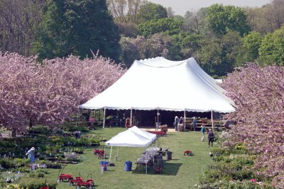 Garden Plant Sale Preparations at the Cherry Tree Esplanade