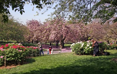 Peony & Cherry Tree Gardens