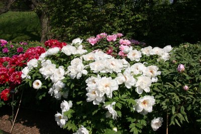 Peony Blossoms