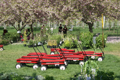 Garden Plant Sale Preparations at the Cherry Tree Esplanade