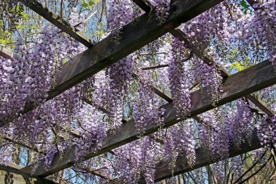Wisteria near the Lilac Collection
