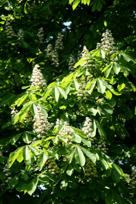 Chestnut Trees - Brooklyn Botanical Gardens