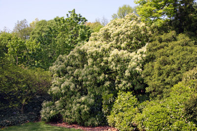 Photinia Tree in Bloom