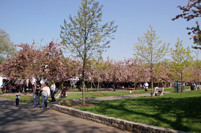 Cherry Tree Esplanade