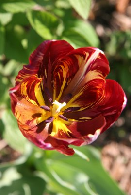 Lizard Tulip