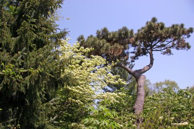 Rock Garden - Dogwood & Pine Trees