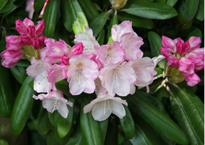 Rock Garden - Rhododendron Blossoms