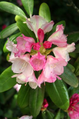 Rock Garden - Rhododendron Blossoms