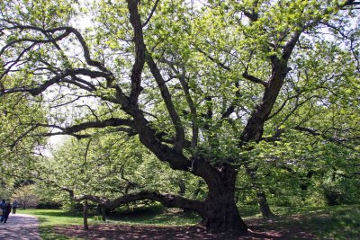Caucasian Wingnut Walnut Tree