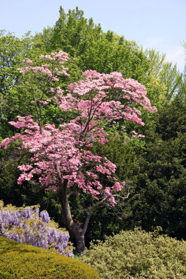 Pink Dogwood Tree in Bloom