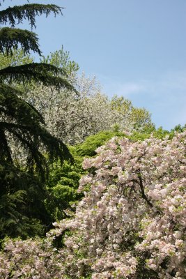 Osborne Garden - Connifer & Cherry Tree Blossoms