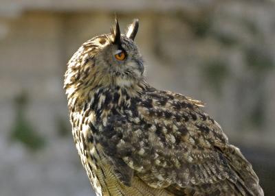 Eagle owl.jpg