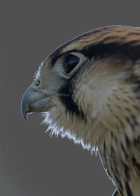 Falcon Head.jpg