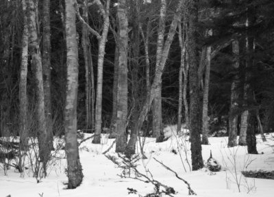 DSC_3816b&w.jpg