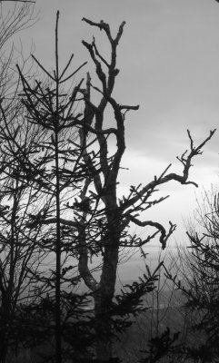 IMG_4028b&w.jpg