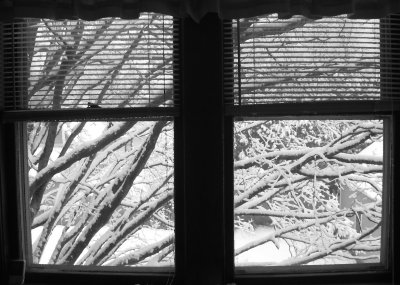 Out the Back Window - March 28