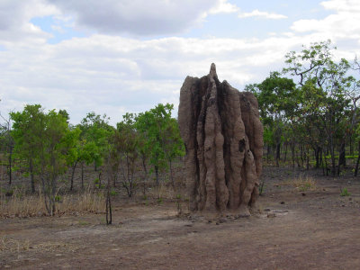 Termite Mound