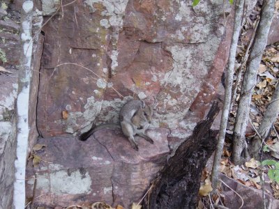Rock Wallaby