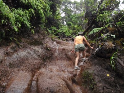 Alakai swamp trail
