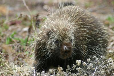Porcupine at the Gate 40 trail. April 22, 2006.